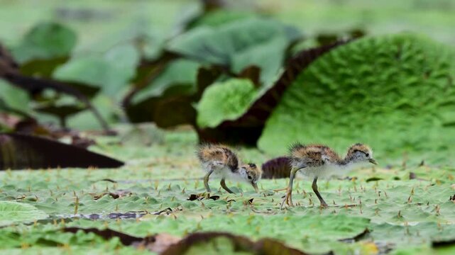 Baby jacanas forage among dense green lily pads while learning to navigate their natural wetland environment.