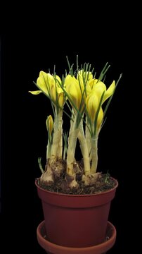 Vertical time lapse of yellow crocus flowers blooming from buds to full bloom, then gradually wilting, fading and withering on a black background.
