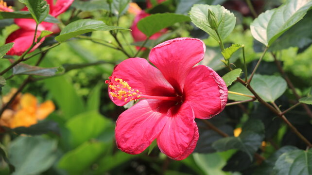 Beautiful Pink Hibiscus Flower Close Up in Green Garden