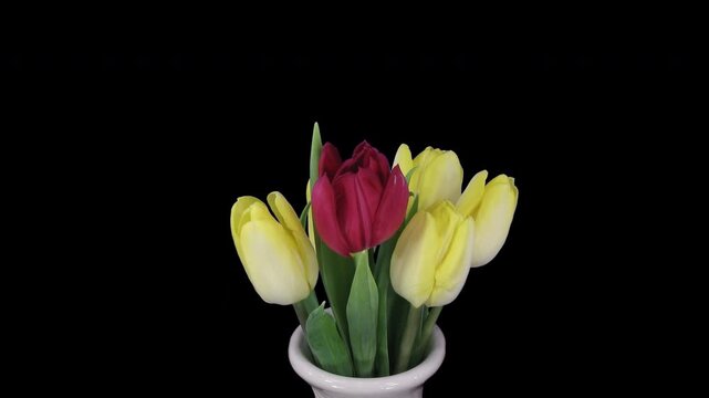 4K time lapse of colorful tulips blooming in a white vase on a black background. Ideal for nature, botany, compositing, motion graphics, presentations, and spring-themed creative projects.