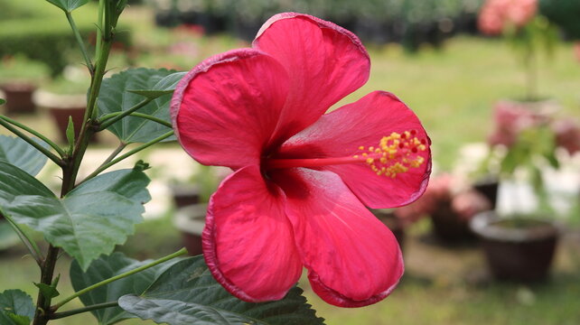 Beautiful Pink Hibiscus Flower Close Up in Green Garden