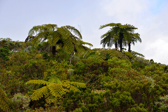 Baumfarne (Dicksonia und Cythea) Tropenpflanze, feuchtes Hochland, Insel La Reunion, Departement Frankreich