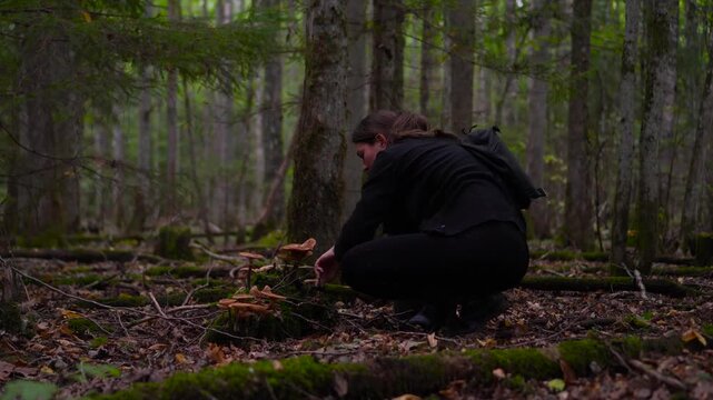 Woman crouching to cut honey mushrooms from a mossy stump in an autumn forest with a slow camera push in.