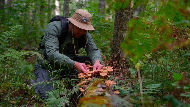 Side view of a man picking honey mushrooms from a fallen tree trunk in a lush green forest.
