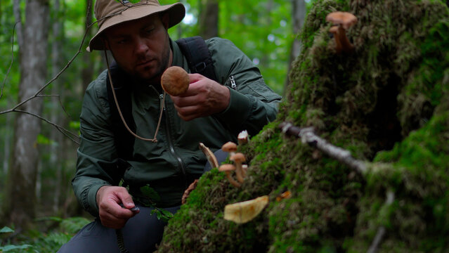 Close up of a man examining a harvested wild porcini mushroom while foraging near a mossy stump in an autumn forest.