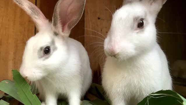 Two cute white rabbits eating fresh green leaves in a wooden cage. closeup view.