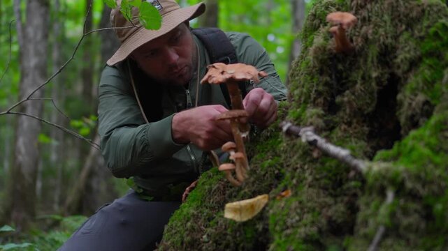 Man sitting down to harvest wild mushrooms from a mossy tree stump and inspecting a wormy porcini with a static camera shot.