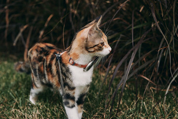 A calico cat wearing a harness and leash stands on grass outdoors near tall ornamental plants. © Nori