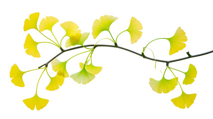 Bright yellow ginkgo biloba leaves on a slender curved tree branch © Liselotte