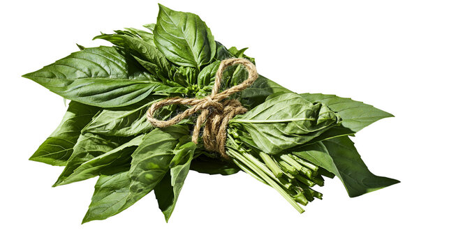 Fresh green basil herb bunch tied with rustic brown twine string