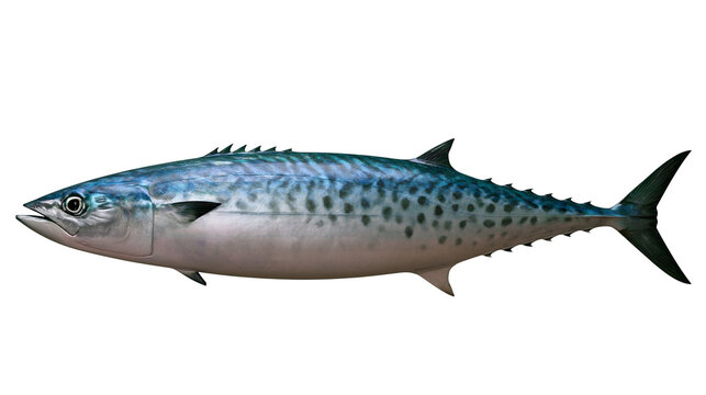 Spotted Spanish mackerel fish with blue and silver scales