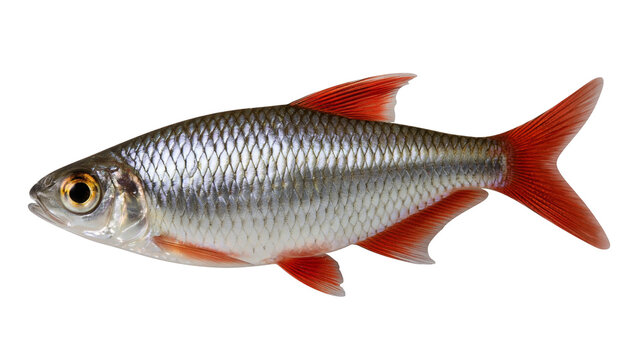 Silver freshwater fish with vibrant red fins and tail