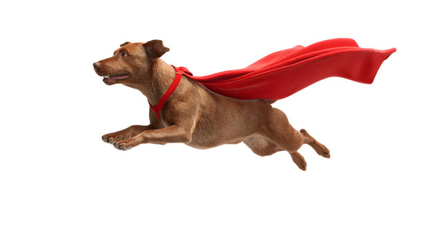 Superhero dog running with red cape for fantasy