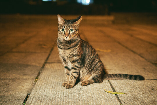 A brown tabby cat sits on textured stone pavement at night, looking directly at the camera under warm artificial lighting.
