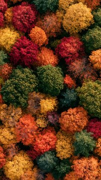 a densely packed forest floor displays a kaleidoscope of autumnal trees. The trees are diverse in color, ranging from deep reds and oranges to bright yellows and greens.