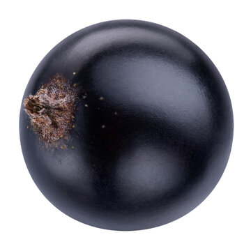 Currant black single berry top view. Fresh organic raw black currant isolated on white background. Clipping path. Full depth of field