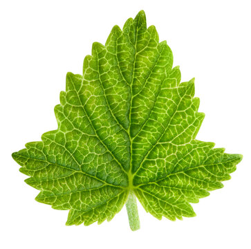 Currant leaf element composition. Fresh organic raw green leaves isolated on white background. Clipping path. Full depth of field
