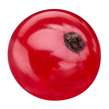 Fresh single red currant on white background with clipping path. Ripe juicy redcurrant berry for packaging design. Full depth of field