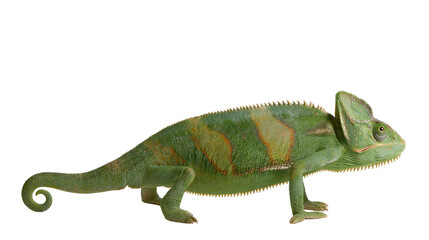 Green veiled chameleon with orange stripes and curled tail © Aisling