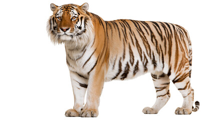 Obraz premium Majestic Bengal tiger standing in profile with orange fur and black stripes