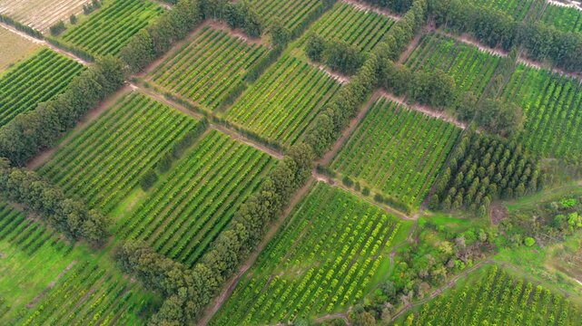 Aerial view of orchard plots with parallel tree rows and rural access roads.