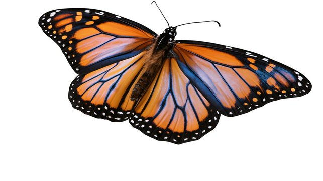 Vibrant orange and black monarch butterfly with detailed wing patterns