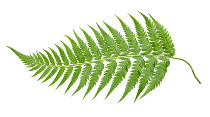 Fresh vibrant green fern leaf with detailed pinnate structure © Aisling