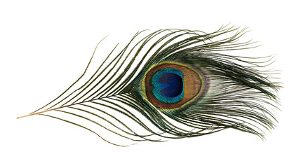 Vibrant iridescent peacock feather with detailed eye pattern © Aisling