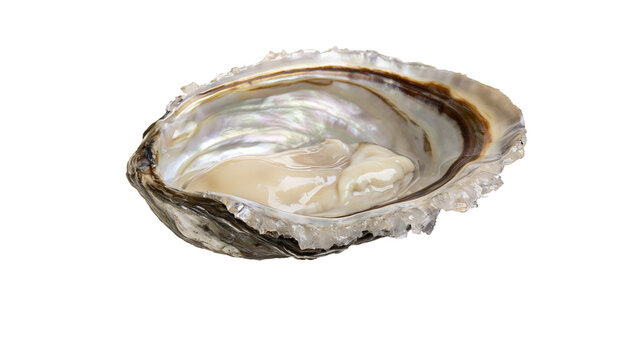Fresh raw oyster meat inside a rough textured open shell