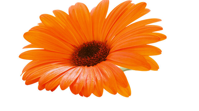 Vibrant orange gerbera daisy flower with dark center and delicate petals