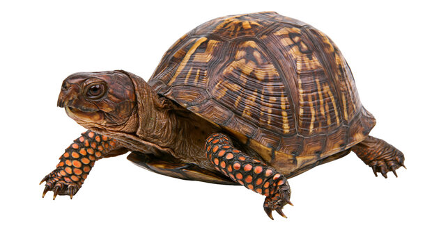 Eastern box turtle with patterned brown shell and orange spotted scaly legs