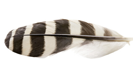Black and white striped bird feather with dark central quill © Aisling