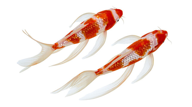 Two orange and white long-finned butterfly koi fish swimming