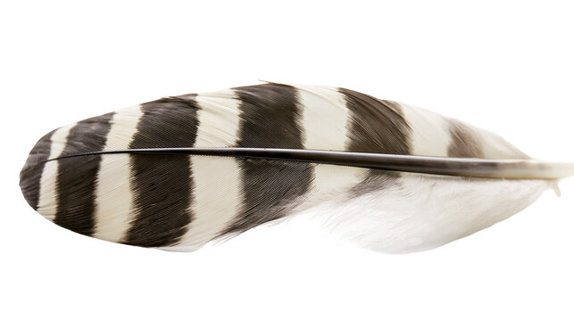 Black and white striped bird feather with dark central quill