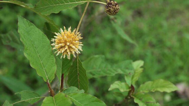 Close-up view of kratom (Mitragyna speciosa) flower blooming on a branch, showing round spiky flower clusters in early and mature bloom stages, tropical herbal plant native to Southeast Asia.	