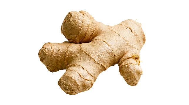 Fresh raw ginger root with textured beige skin and organic knobby shape