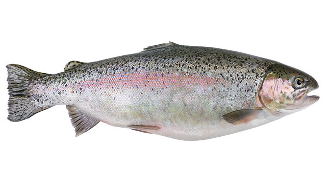 Fresh whole rainbow trout fish with silver scales and pink lateral stripe