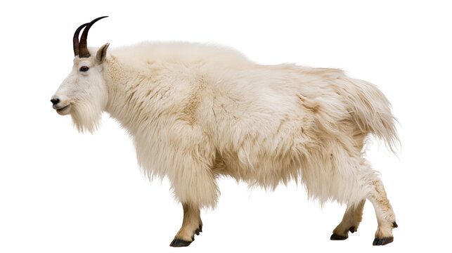 Adult mountain goat with thick white shaggy fur and sharp black horns