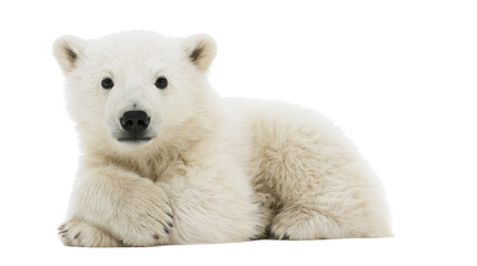 Fluffy polar bear cub lying down looking at camera © Matthias