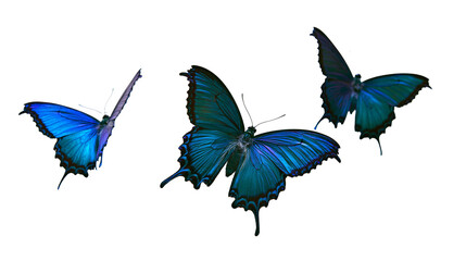 Three vibrant blue swallowtail butterflies with dark wing edges in flight © Anouk