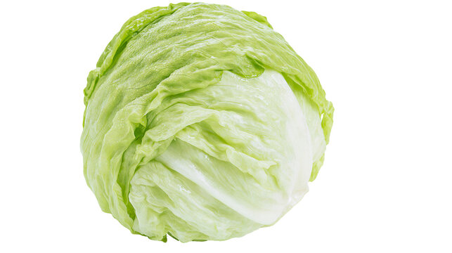 Fresh whole head of crisp iceberg lettuce with light green layered leaves