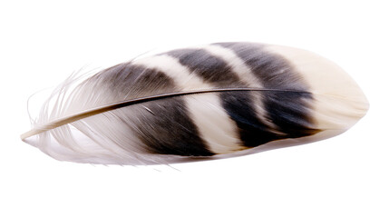 Black and white striped bird feather with soft texture © Anouk