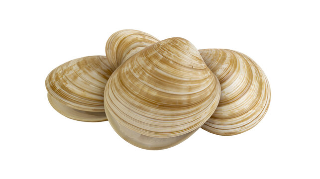 Three raw fresh hard shell clams with smooth beige and brown striped patterns