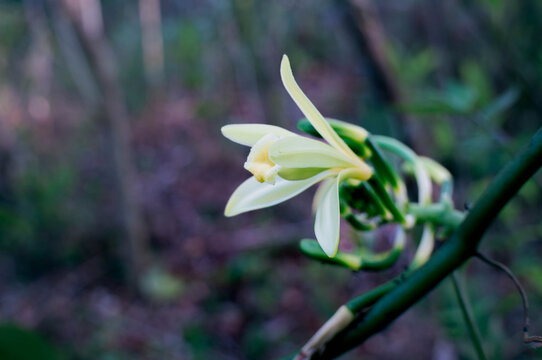 vanilla flowers that bloom in the morning