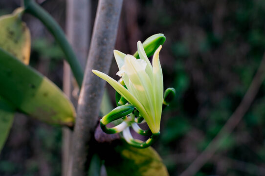 vanilla flowers that bloom in the morning