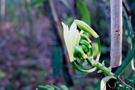 vanilla flowers that bloom in the morning