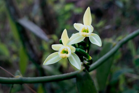 vanilla flowers that bloom in the morning