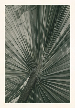 Monochrome palm leaf with geometric pattern poster design