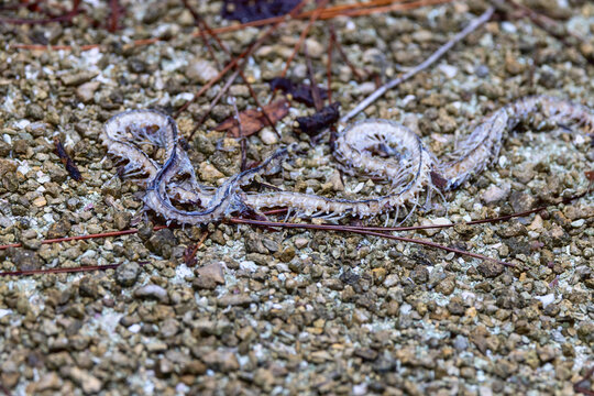 A snake skeleton with some soft tissue remaining in south Florida