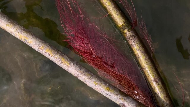 Delicate Red Roots Swaying Underwater Between Submerged Branches
